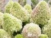 Hortenzija šluotelinė ,Little Fraise' (lot. Hydrangea paniculata) Hortenzija šluotelinė ,Little Fraise' (lot. Hydrangea paniculata)